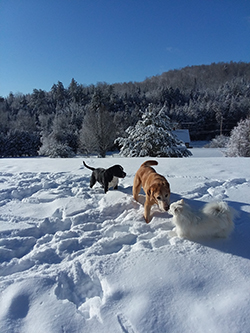 If your dog doesn't run away, they have a chance to be free and go for snow shoe walks