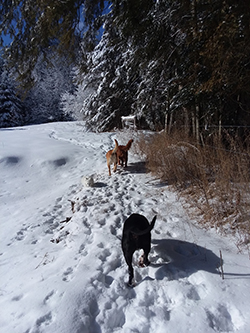 If your dog doesn't run away, they have a chance to be free and go for snow shoe walks